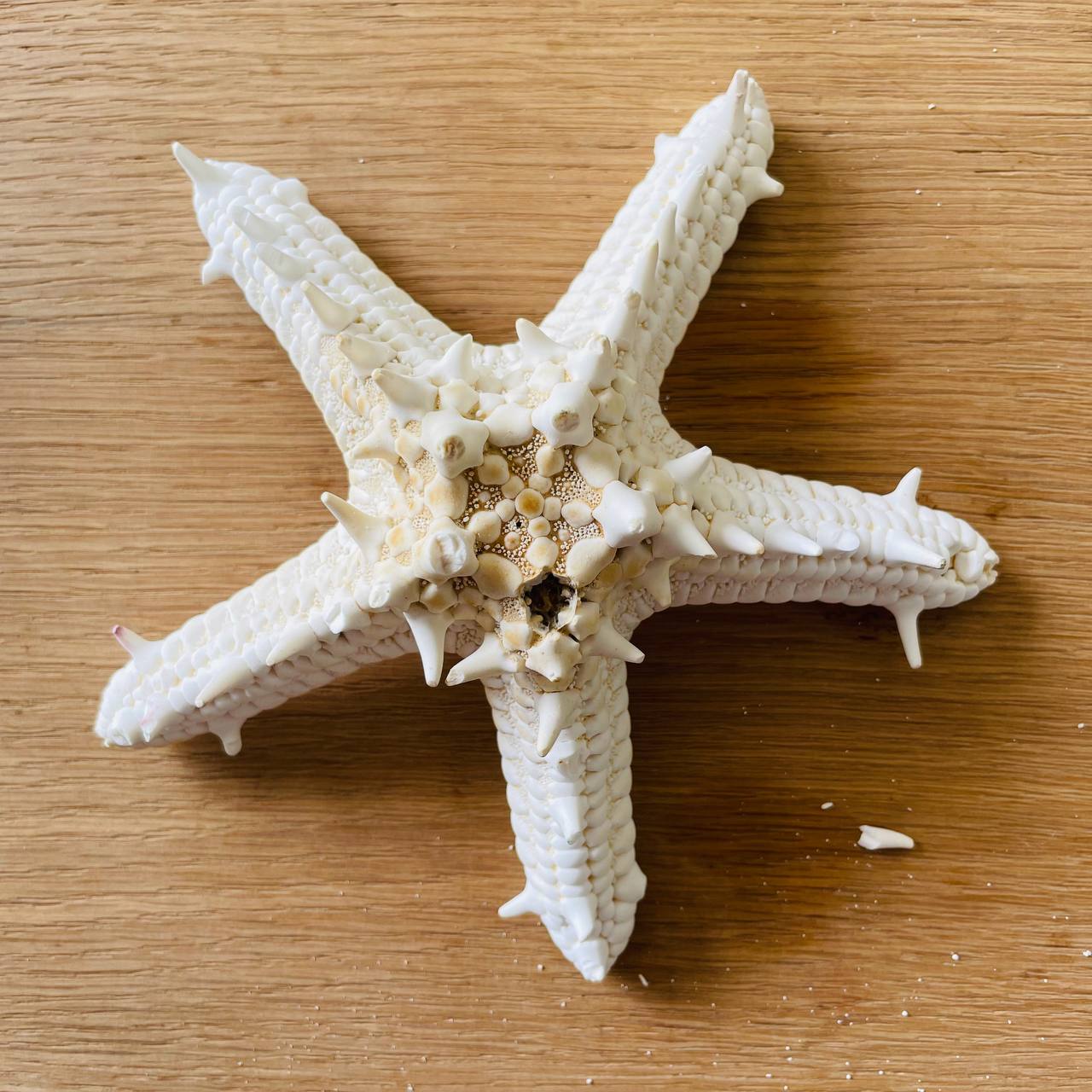 Dishtash / Defective Extra Big Star Fish