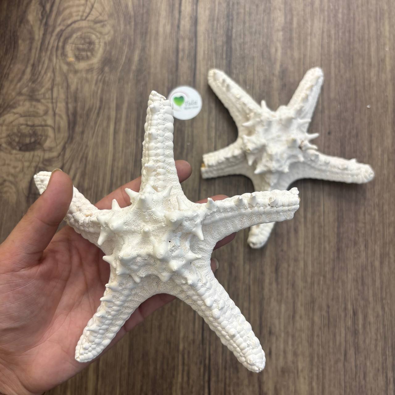 Dishtash / Defective Extra Big Star Fish