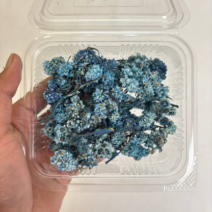 Wild Daisy Dry Flower Box - (E)