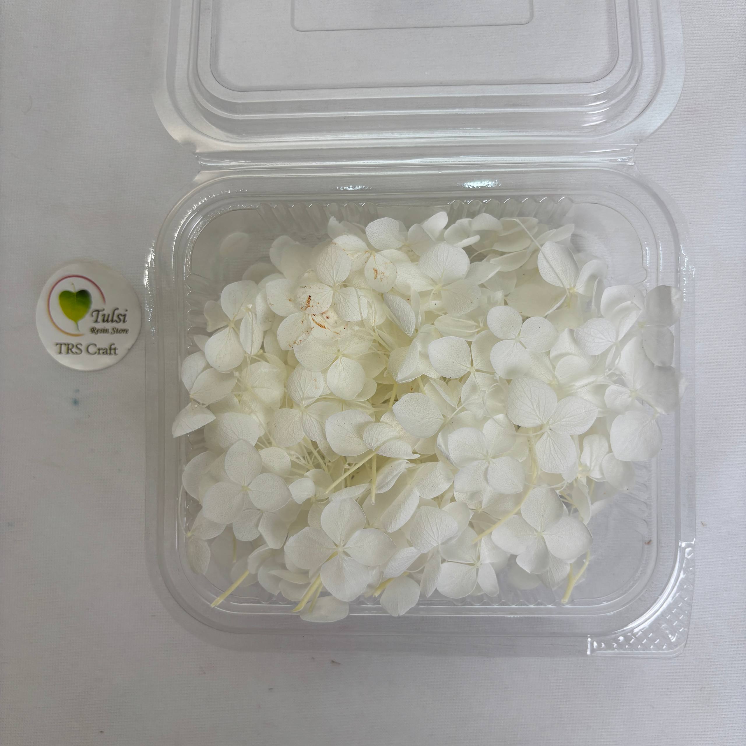 Hydrangea Dry Flower Box - (F)
