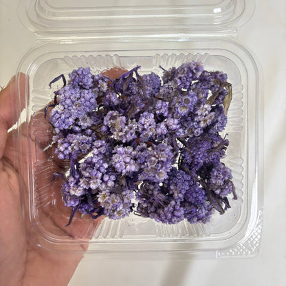 Wild Daisy Dry Flower Box - (C)