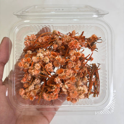 Wild Daisy Dry Flower Box - (F)