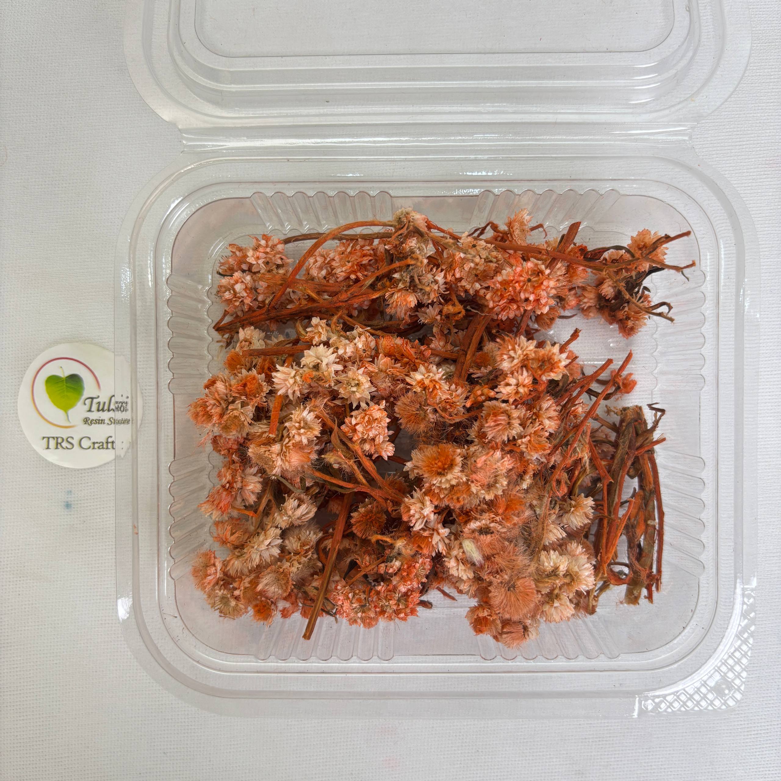 Wild Daisy Dry Flower Box - (F)