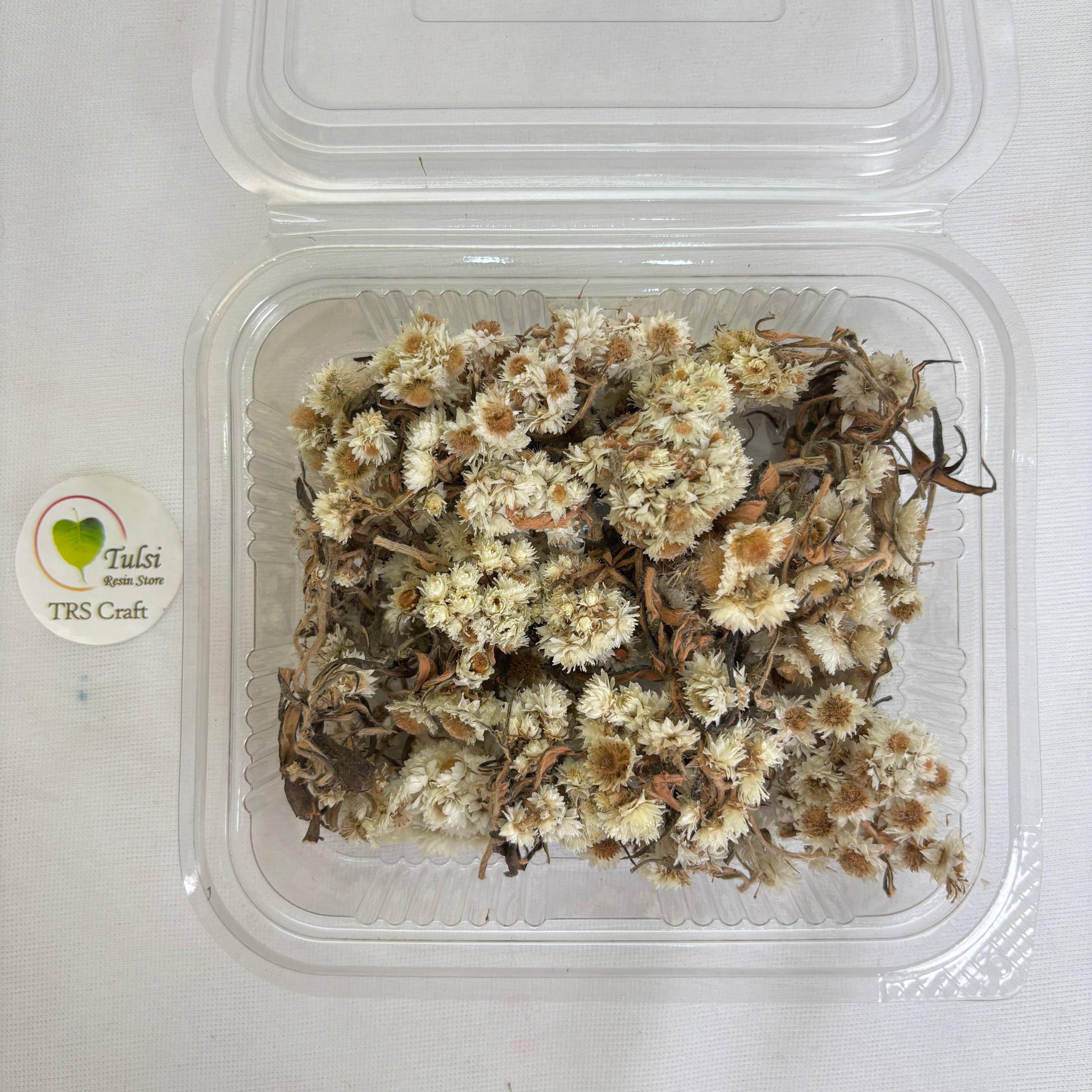 Wild Daisy Dry Flower Box - (A)