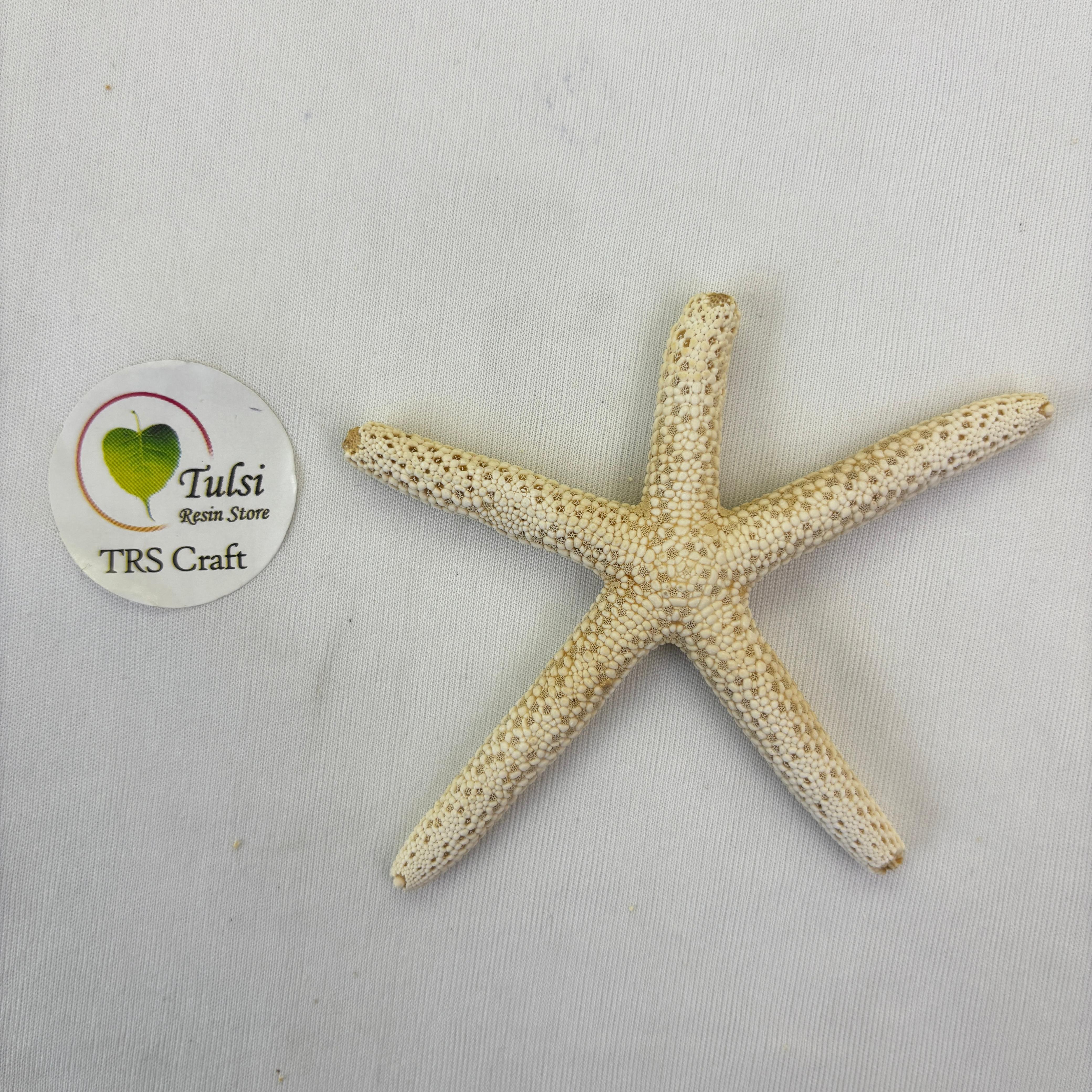 Natural Star Fish - Medium Finger