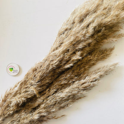 Brown Pampas Feather Stick