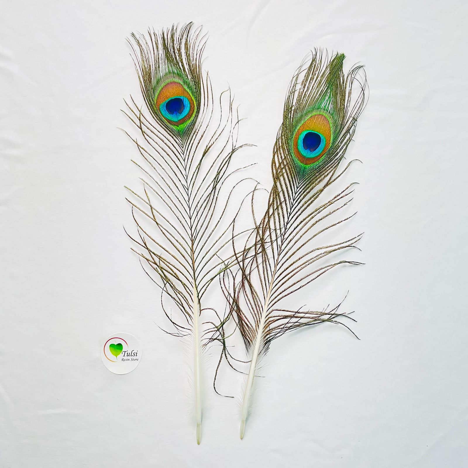 Medium Morpankh Feather (2 pcs)
