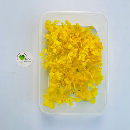 Hydrangea Dry Flower Box - (A)