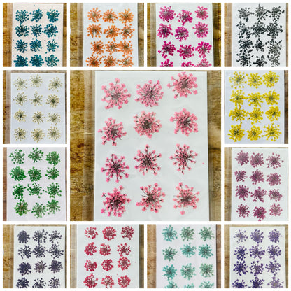 Queen Breath Pressed Flower Sheet