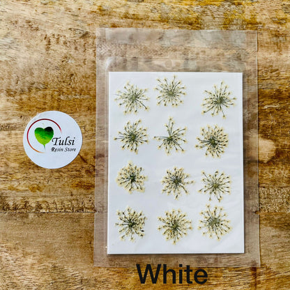 Queen Breath Pressed Flower Sheet