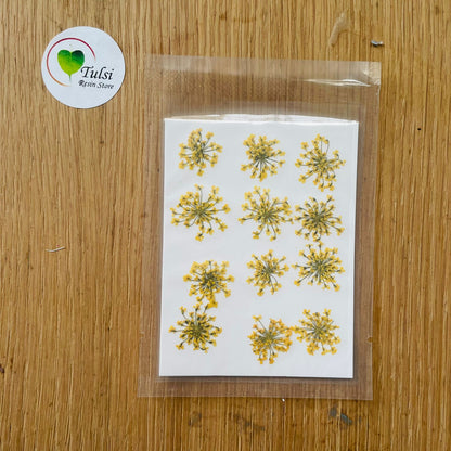 Queen Breath Pressed Flower Sheet